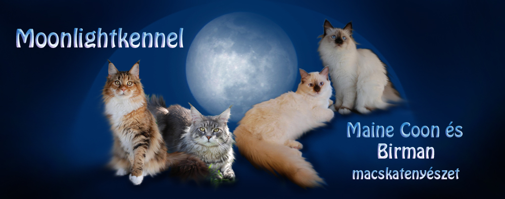 MOONLIGHT Maine Coon s Birman macskatenyszet/Maine Coon Cattery Maine Coon cick,Maine Coon klykk, Birman kiscick eladk